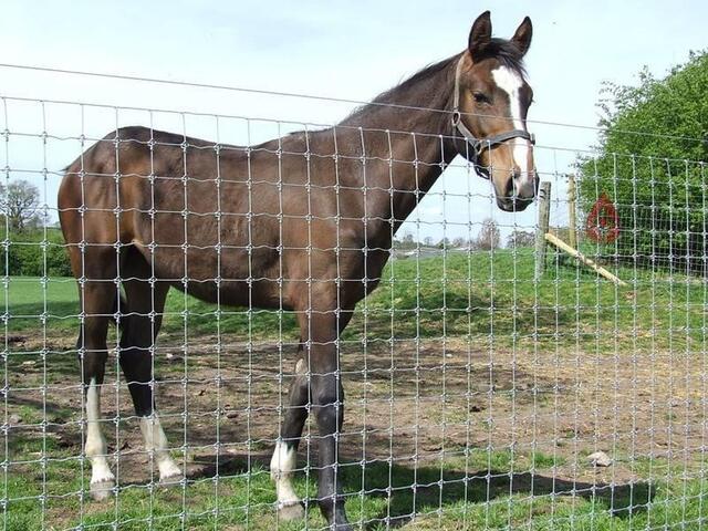 Knotted Fence